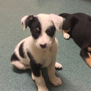 Meet your Posher, Ssara